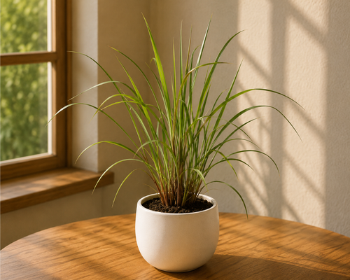 SBL - BRONZ GRASS